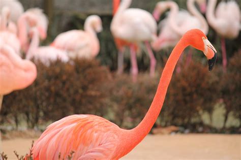 Flamingo Merah Jambu Burung Foto Gratis Di Pixabay Pixabay