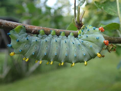 15 Types of Blue Caterpillars (Pictures And Identification)