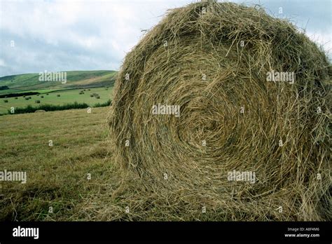 Round hay bales Stock Photo - Alamy