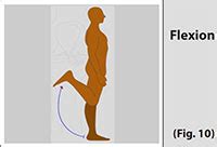 Normal Anatomy Of The Knee Joint Dr Berkman