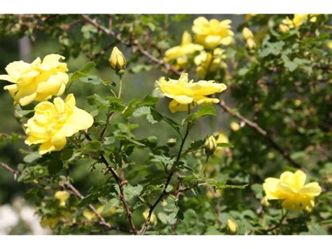 Types of Yellow Rose Bushes to Brighten Up Your Garden - Harvest Indoor