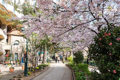 花のみちの桜 見て･来て！宝塚100選 宝塚市国際観光協会 ビューティフル！宝塚