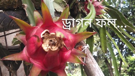 ছাদ বাগানে ড্রাগন ফল চাষ Plantation Of Dragon Fruits Fresh Food Bd