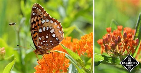 How To Grow Butterfly Weed Asclepias Tuberosa Gardening Channel