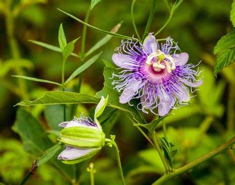 Purple Passion Flower Buchanans Native Plants