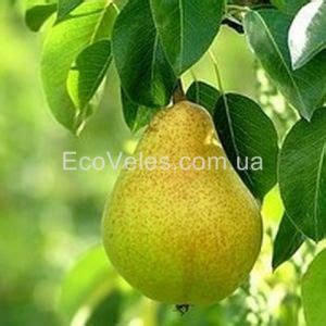 Груша колоновидная «Декора», 2-х летняя купить по цене 200 грн в Киеве ...