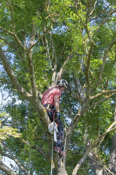 Arborista Listo Para Trabajar En Un árbol Imagen de archivo Imagen de