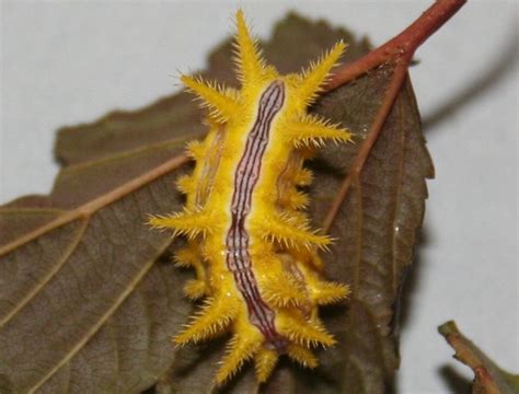 Stinging Caterpillar Identification and Guide | Owlcation