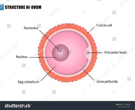 Egg Cell Diagram Labeled And Functions Teachoo Gametes Nucle