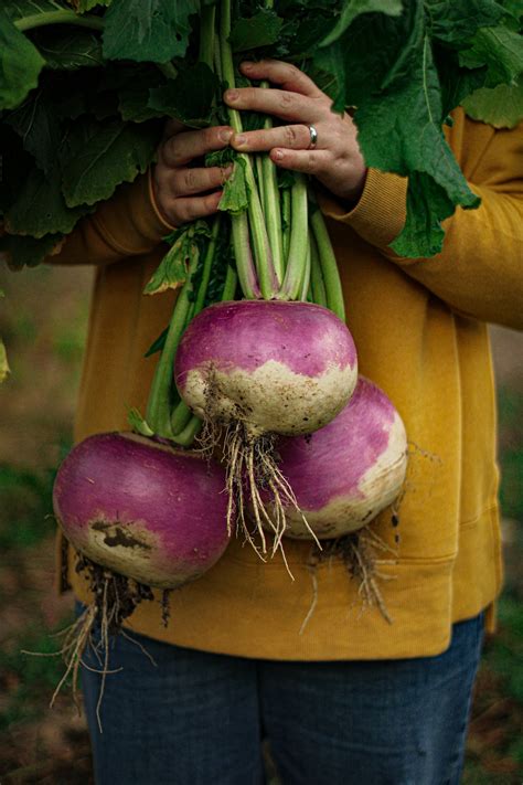 Turnips & Roses — Must Love Herbs