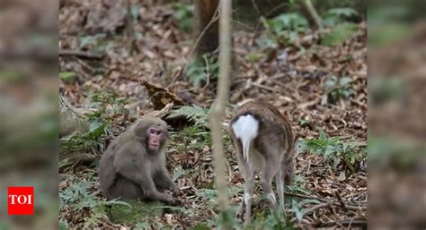 Monkey Deer Sex Sexual Relations Between A Monkey And A Deer Times Of India