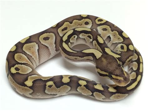 Lesser Ball Python For Sale With Live Arrival Guarantee - xyzReptiles