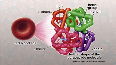 Types Of Thalassemia Northern California Comprehensive Thalassemia Center