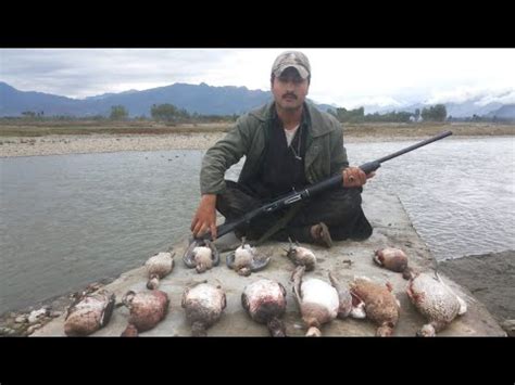 Mallard Hunting In Pakistan Murghabi Ka Shikar Mallard Duck Hunting