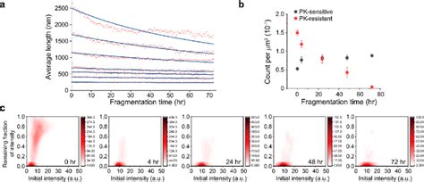 Prp Fibril Fragmentation A Time Dependent Change In Average Prp