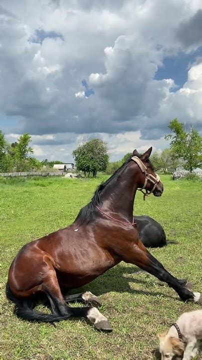 Лошадь сидит - YouTube