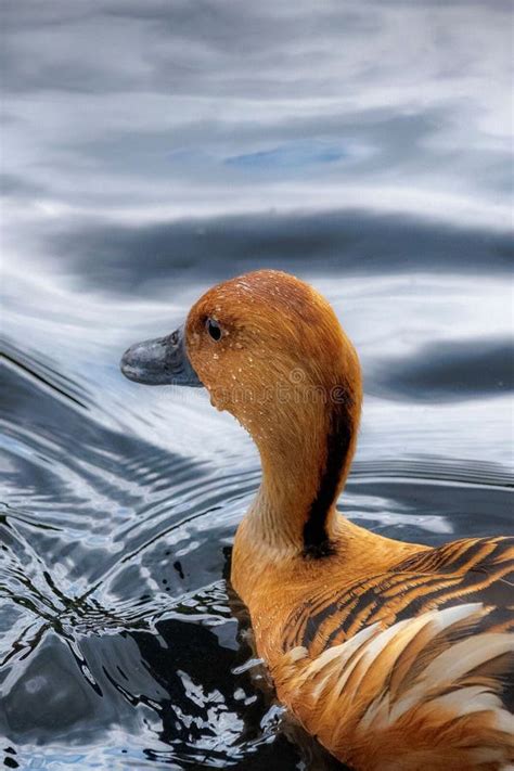 Vertical Closeup Of A Fulvous Whistling Duck Dendrocygna Bicolor In