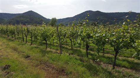 Winegrower Fritz Schmitt Cycling In Alsace