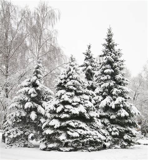 Christmas tree in snow outdoors as a ... | Stock image | Colourbox