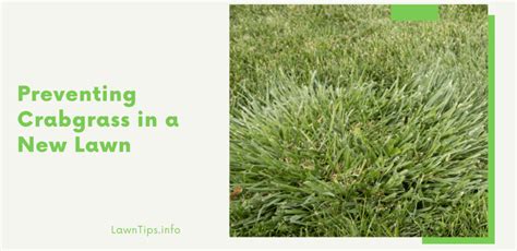 Preventing Crabgrass In A New Lawn Lawn Tips Medium