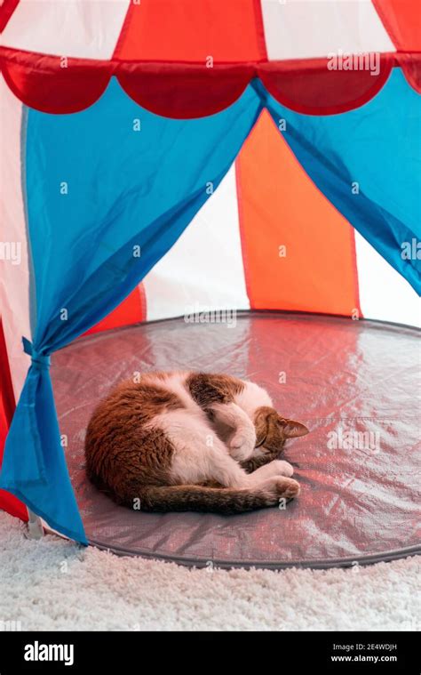 Cat Sleeping At Home Pussy In Cicus Tent Stock Photo Alamy