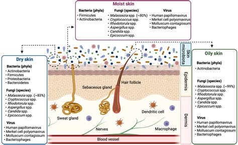 Human skin microbiota | BioRender Science Templates