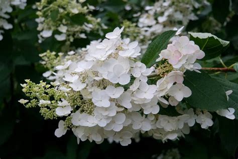 Beautiful Cluster of White Panicle Hydrangea Flowers Stock Photo ...