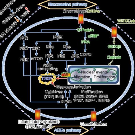 Hyperglycemia Induced Biochemical Pathways Contributing To DR