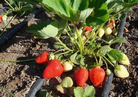 КЛУБНИКА АЛЬБА (ALBA), купить в Одессе, Киеве и Украине | Agro-Market