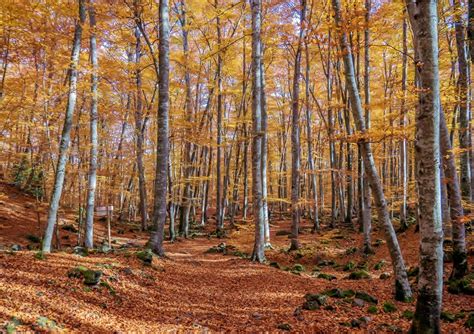 La Fageda d en Jordà Girona