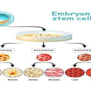 -Embryonic stem cells. | Download Scientific Diagram