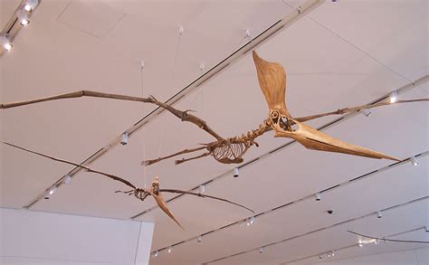 Some Awesome Pterosaurs Paleontology World