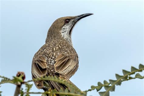 Western Wattlebird In Australia 25930130 Stock Photo At Vecteezy