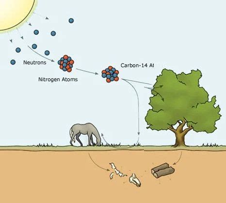 Carbon-14 Dating—Understanding the Basics in 2024 | Carbon, Dating, Basic