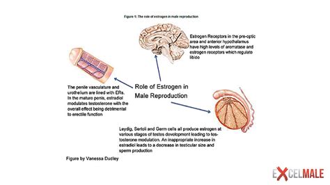 Estrogen in Men: Low or High Levels