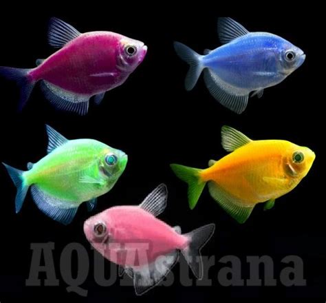 Тернеция глофиш Тернеція глофішGloFish купить в Киеве, люминесцентная ...