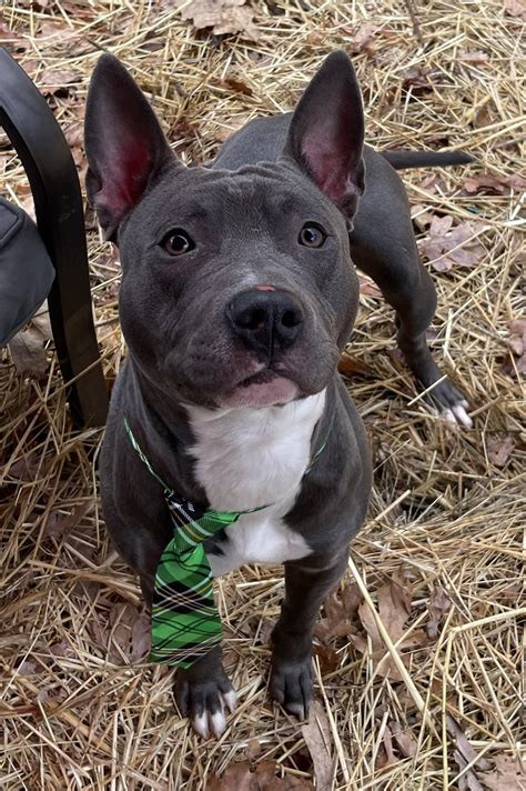 Hartford Animal Shelter Partnered with Hartford Police Department - The
