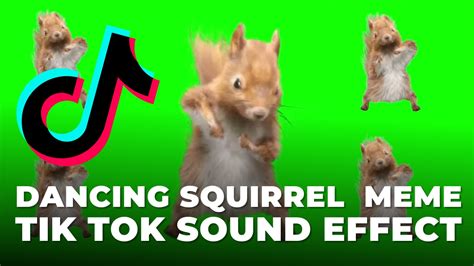 Dancing Squirrel Meme Sound Effect Mp3 Download