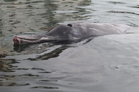 Cause of death of Sowerby’s beaked whale in Wicklow Harbour Unknown