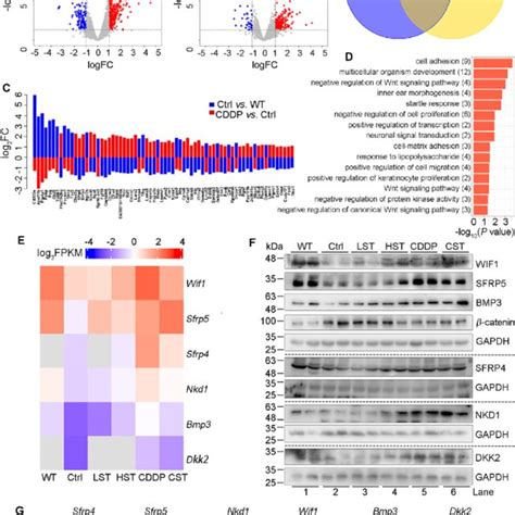 Cddp Protects Apoe Ee Ldlr Ee Mice Against Hfd Induced Heart Injury