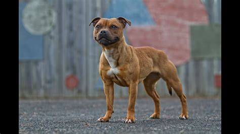 Staffordshire Bull Terrierhaving Fun In The Sun Youtube