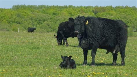 Ganado En Pastizales De Verano Angulas Negras De Vacas En Un Pasto En