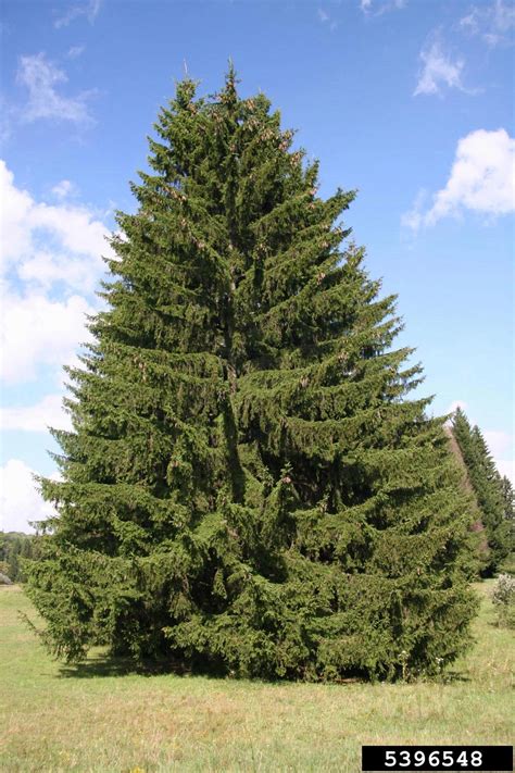 Norway Spruce Picea Abies