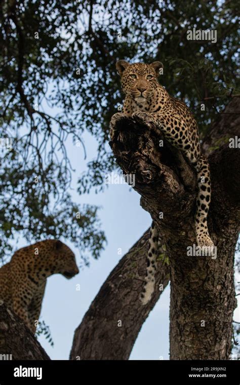 A Female And Male Leopard Panthera Pardus Together In A Marula Tree