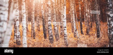 Beautiful Birch Forest On The Yellow Sunny Background Stock Photo Alamy