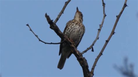 Song Thrush Singing Canto Del Tordo Singdrossel Gesang Le Chant