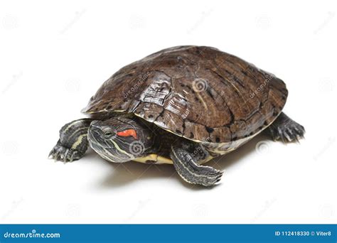 Red Eared Slider Trachemys Scripta Elegans Isolated On White Stock