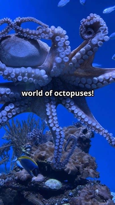 Did You Know About These Amazing Facts About Octopuses Ocean Shorts