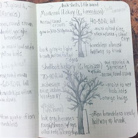 Weekly Nature Journal Prompts – Welcome to Baltimore Woods Nature ...