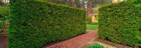 Живая изгородь из туи - Какая туя подходит лучше, правила посадки и ухода